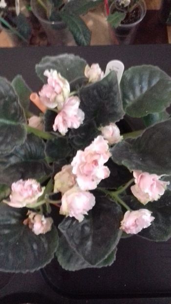  - LE-Parnasskaya Rosa