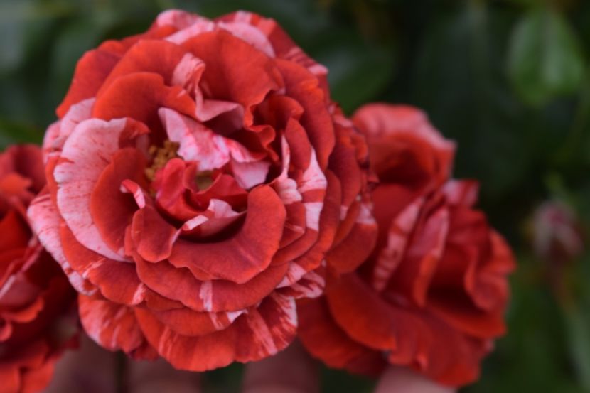  - TRANDAFIRI PRIMAVARA 2019 III