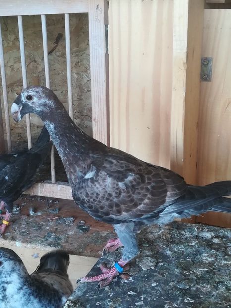  - Tineret germani 2019