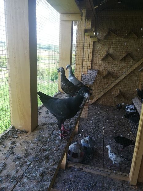  - Tineret germani 2019