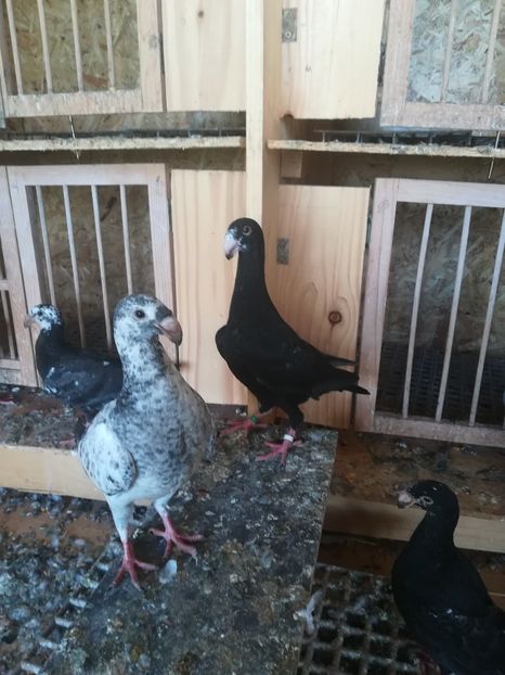  - Tineret germani 2019