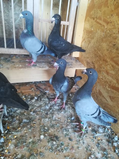  - Tineret germani 2019