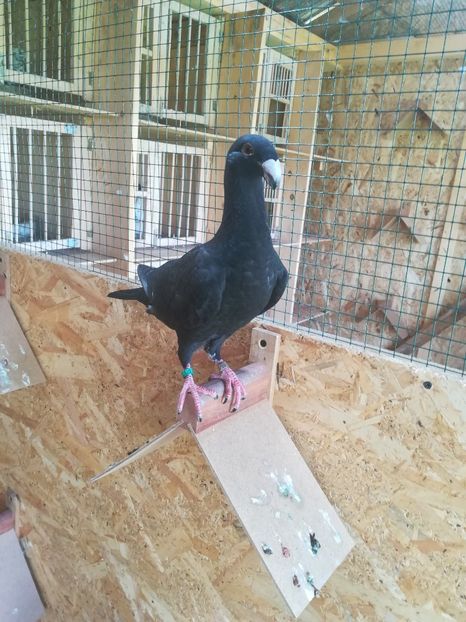  - Tineret germani 2019