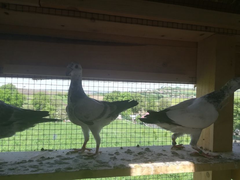  - Tineret germani 2019