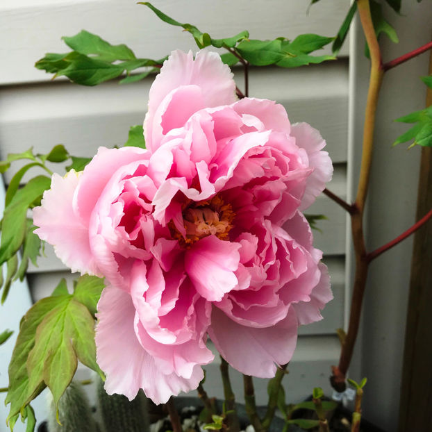  - Jurnalul gradinii 2019