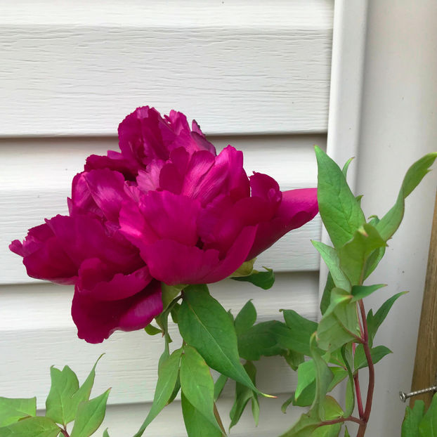  - Jurnalul gradinii 2019