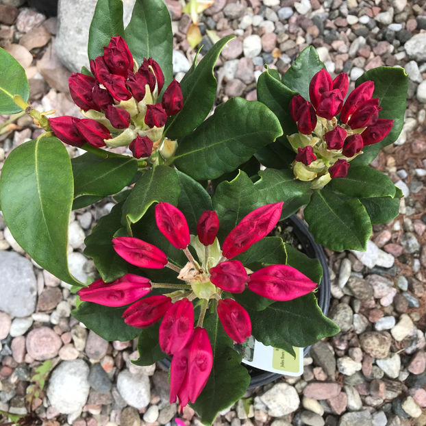  - Jurnalul gradinii 2019