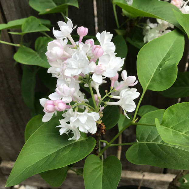  - Jurnalul gradinii 2019