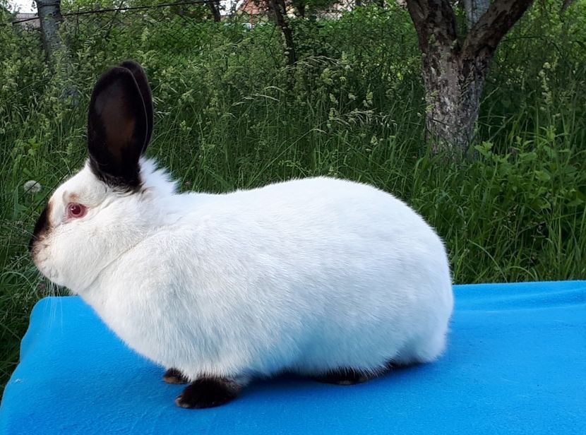 Femela 6 luni - a-Californian