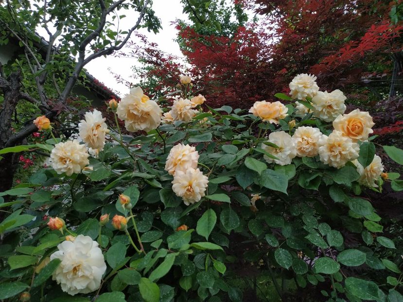  - MAI 2019- MAI 2020