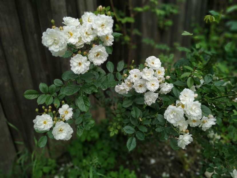  - MAI 2019- MAI 2020