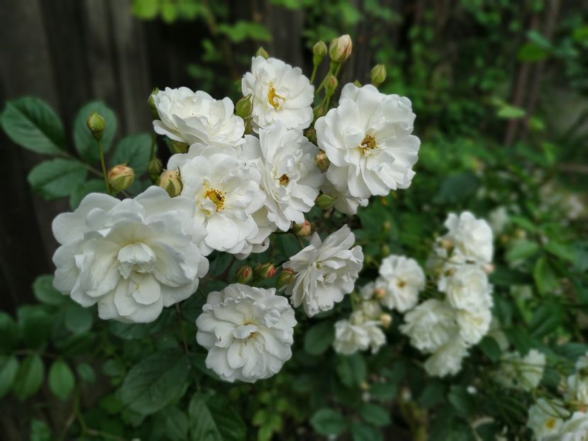  - MAI 2019- MAI 2020