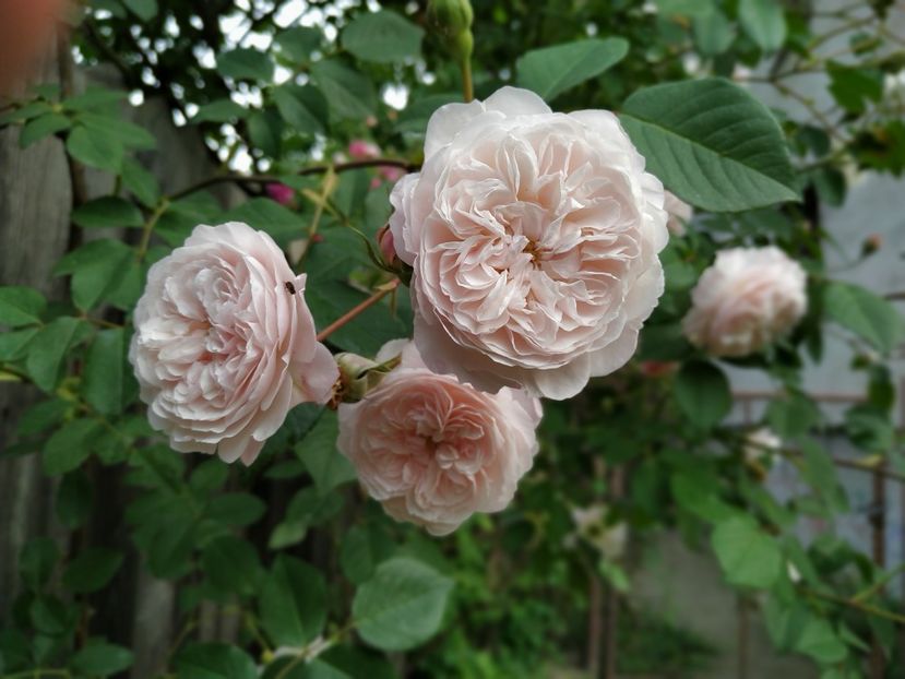  - MAI 2019- MAI 2020