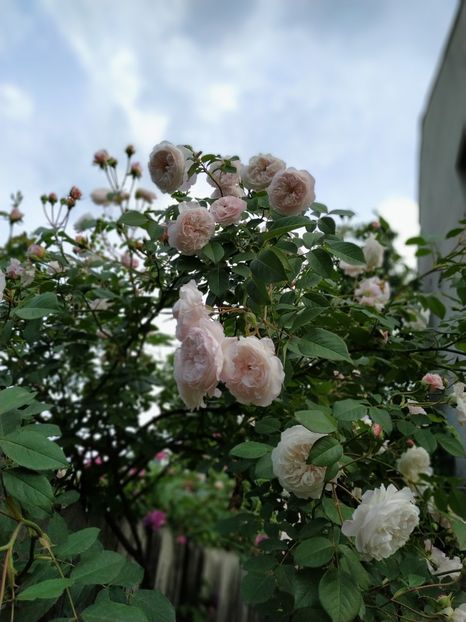  - MAI 2019- MAI 2020