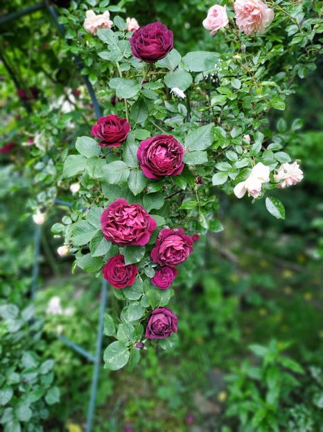  - MAI 2019- MAI 2020