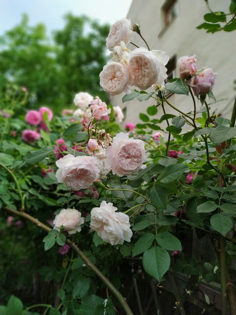  - MAI 2019- MAI 2020