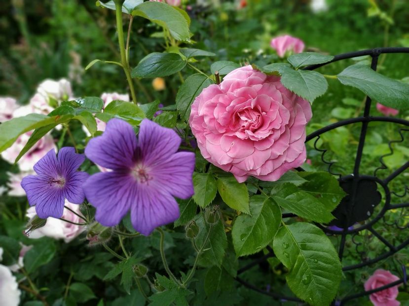  - MAI 2019- MAI 2020