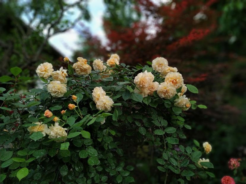  - MAI 2019- MAI 2020