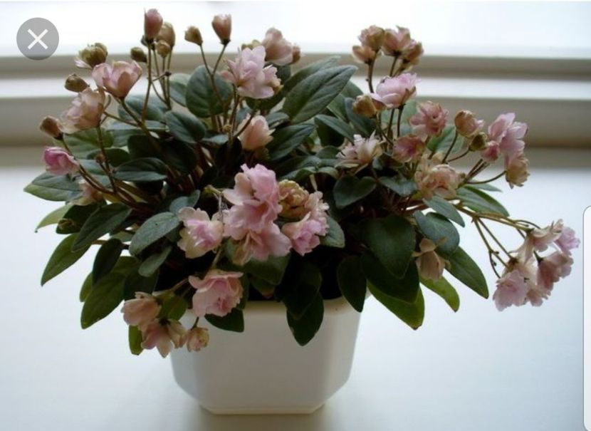 Poza net - Pink Mint