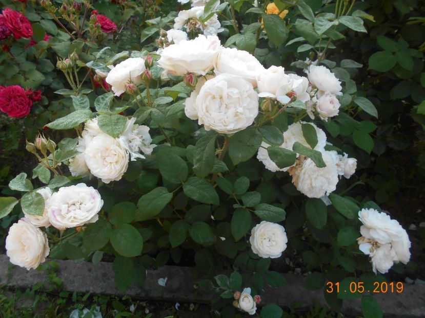  - 2Trandafiri 2019