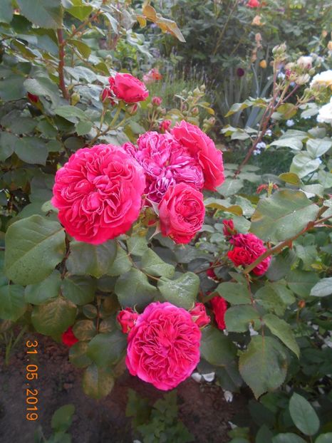  - Red Leonardo Da Vinci