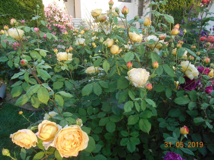  - Golden Celebration