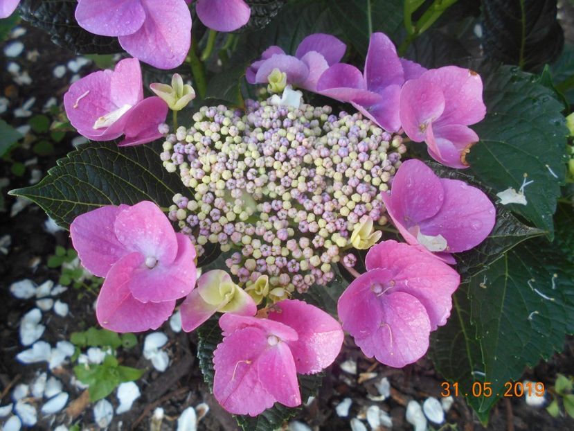  - 2Azalee-rhododendroni-hortensii-hoste 2019