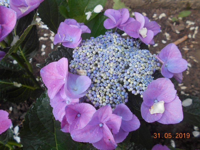  - 2Azalee-rhododendroni-hortensii-hoste 2019