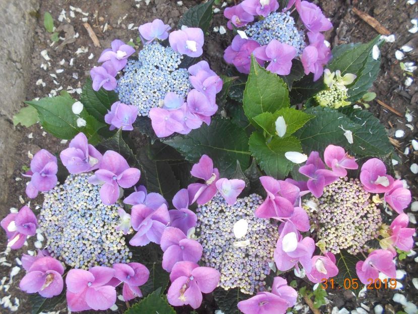  - 2Azalee-rhododendroni-hortensii-hoste 2019