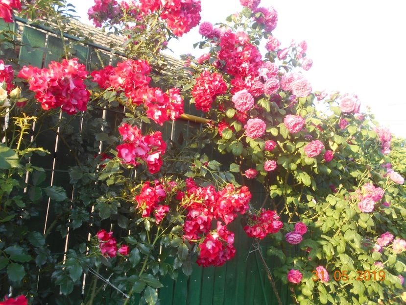  - 2Trandafiri 2019