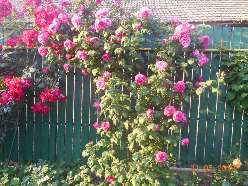  - Madame Isaac Pereire