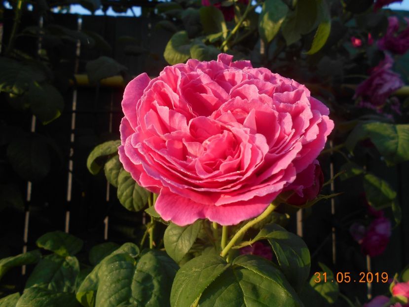  - Madame Isaac Pereire