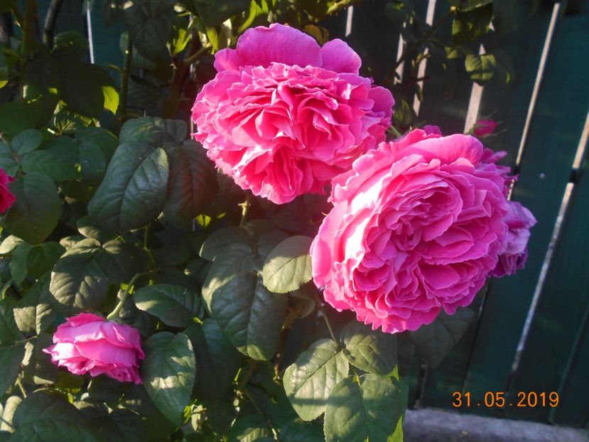  - Madame Isaac Pereire