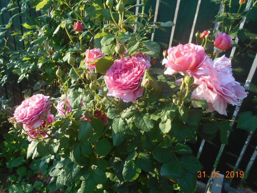 - 2Trandafiri 2019