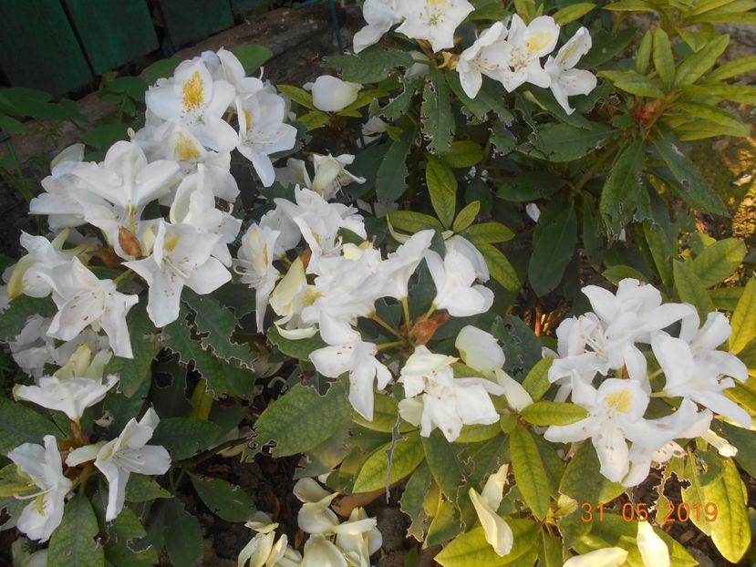  - 2Azalee-rhododendroni-hortensii-hoste 2019
