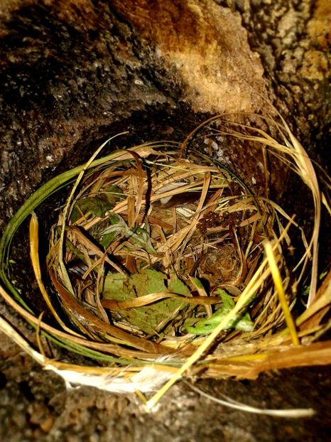 A DISPARUT OUL... - AAAAAA_CUIB GRAURI 2018_2019_2020_2022_2023