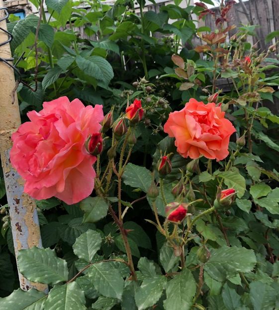 Westerland - A 2019 EVOLUTIE Trandafiri