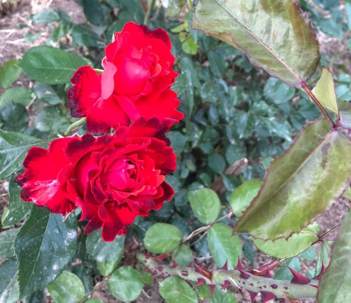 Foc de tabara - A 2019 EVOLUTIE Trandafiri