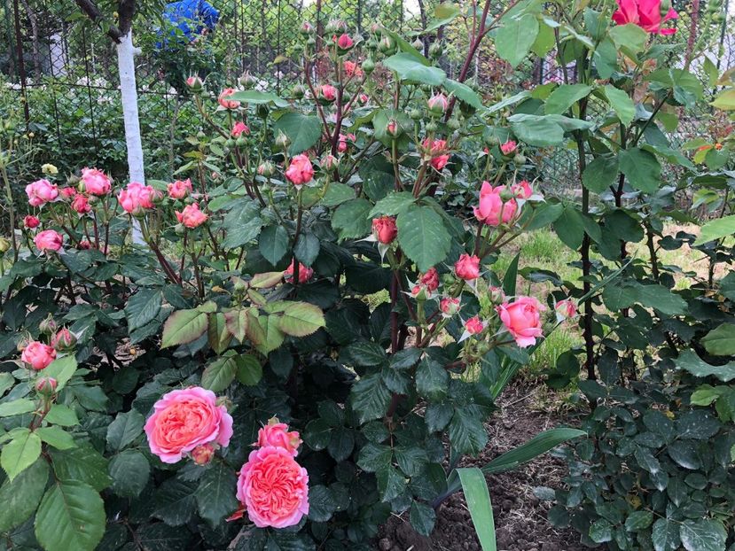 Mariann la primele flori - A 2019 EVOLUTIE Trandafiri