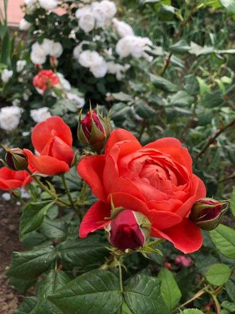 Cântecul verii - A 2019 EVOLUTIE Trandafiri