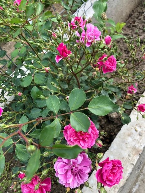 Sandra - A 2019 EVOLUTIE Trandafiri