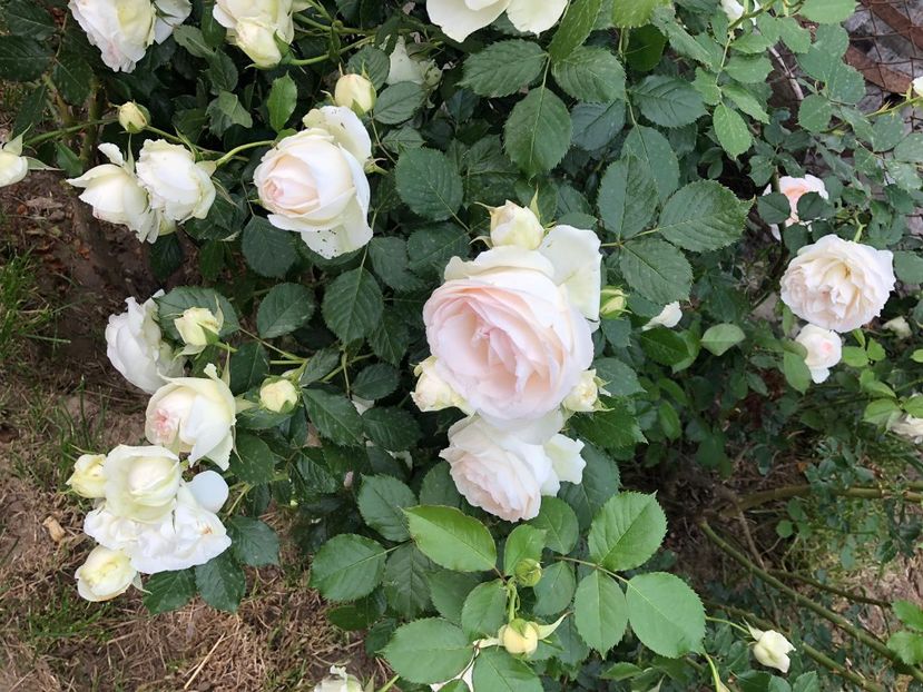 Eden alb - A 2019 EVOLUTIE Trandafiri