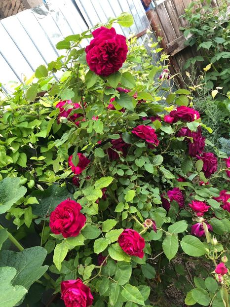 IMG-20190526-WA0013 - A 2019 EVOLUTIE Trandafiri