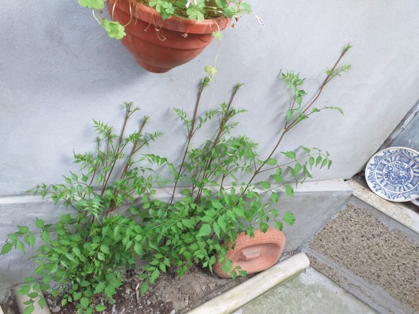  - A 2019 EVOLUTIE Trandafiri