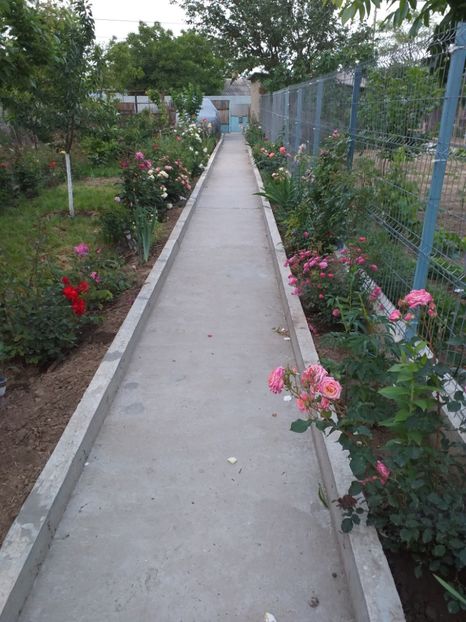 Doresc sa fac o modificare de ansamblu.Cam greu cu lungimea - A 2019 EVOLUTIE Trandafiri