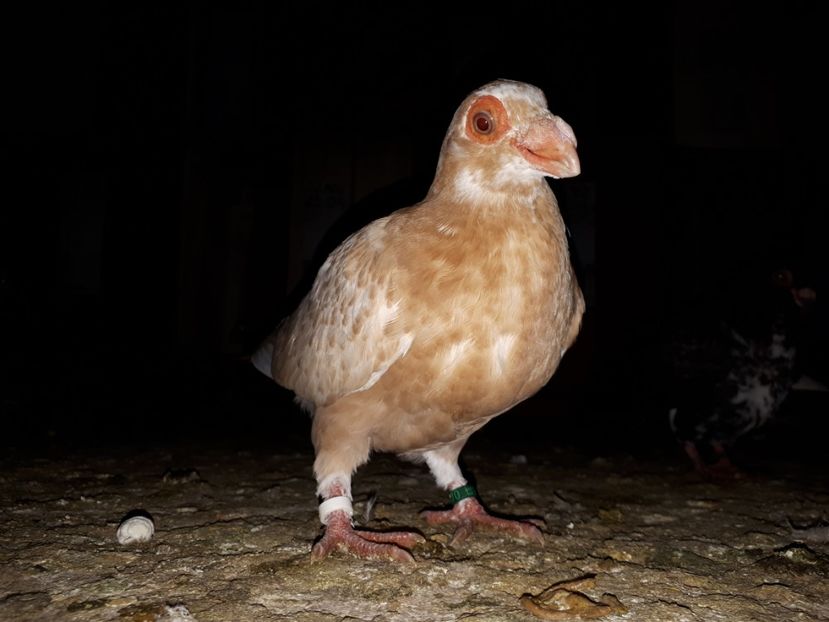 F Vîndută - I3 _ tineret 2019