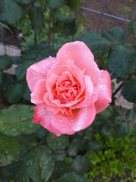 Nn - A 2019 EVOLUTIE Trandafiri