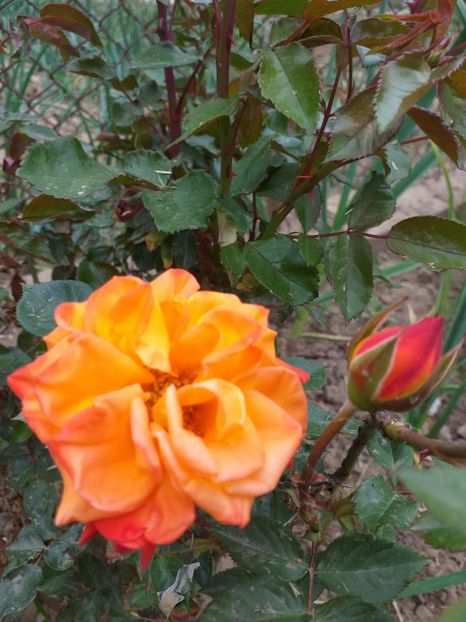 Auriu de cluj - A 2019 EVOLUTIE Trandafiri