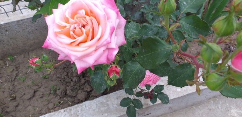  - A 2019 EVOLUTIE Trandafiri