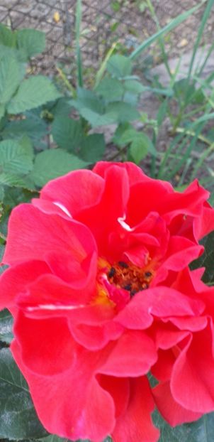  - A 2019 EVOLUTIE Trandafiri